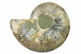 Cut & Polished Ammonite Fossil (Half) - Madagascar #336652-1